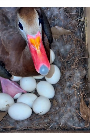 Funny Duck Moments That Will Make You Laugh