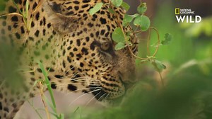 141K views · 10K reactions | La durée moyenne d'un accouplement chez les léopards est de 3 secondes. Cependant, ils réitéreront l'opération près de 250 fois en 48h. | Nat Geo Wild France | Facebook