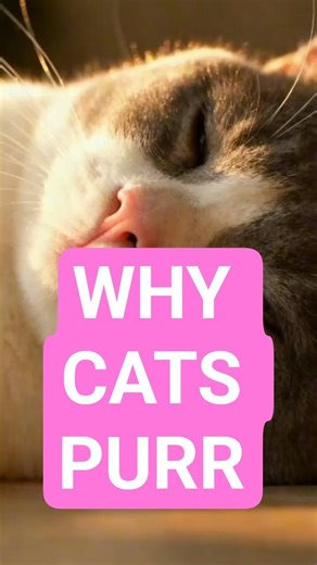 The Secret Meaning Behind Cat Purring #shortvideo #catshorts #catpurringsounds