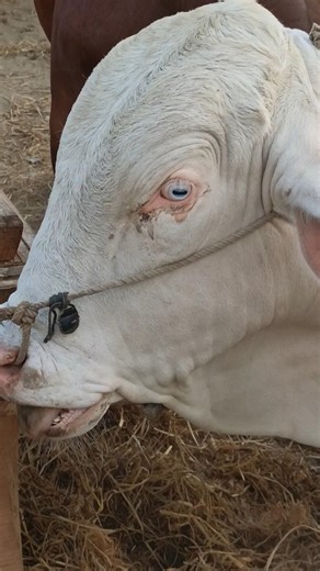 Albino Eyes 👀 Evening Like this 😩💗 #cow #firsttruck #mandi #unfrezzmyaccount #bull #maweshimand #cow