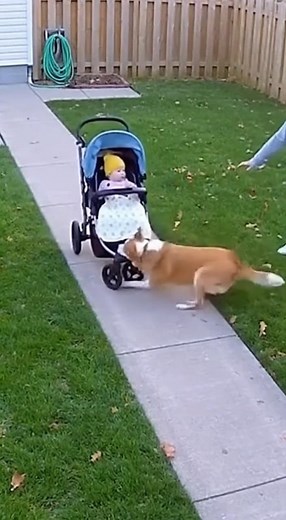 This dog wasn’t taking any chances with their tiny human. | Outfit Anatomy