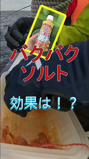 バクバクソルトで挑む フグの猛攻を回避しホバリングを攻略#釣り#カワハギ#カワハギ釣り#船釣り#海釣り#釣り初心者#釣り好きと繋がりたい