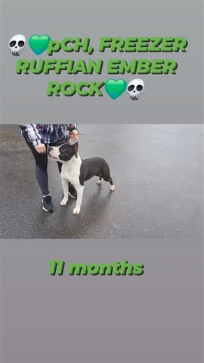 3.5K views · 39 reactions | pCh, FREEZER RUFFIAN EMBER ROCK https://www.pedigreedatabase.com/american_staffordshire_terrier/breeding.result?father=1579800&mother=3193573 | Tomas Straka | Facebook