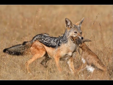 How JACKALS Hunt Their Prey.