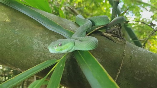 Finding a stunning turquoise pit viper during Asian snake expedition