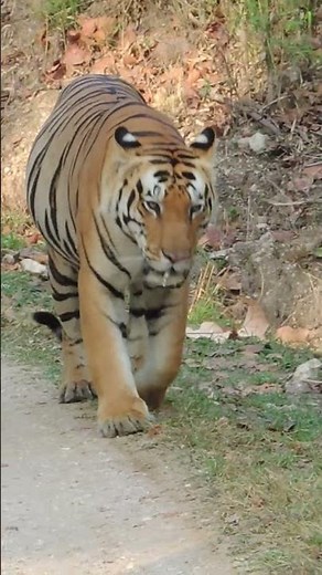 Tiger roars in the wild nature #wildlife #tiger #theterritoryindia