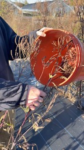 Nasami Farm Nursery Tech Peri Bergquist harvests blue vervain (Verbena hastata) seed from our seed-increase plots in the late fall sun. Nasami Farm is a key seed-processing hub for the Northeast Seed Network, which formed two years ago to help ensure a source of common species' seed to restore landscapes damaged by extreme weather. Read more about the network here: https://www.nativeplanttrust.org/northeast-seed-network/ Video: Alexis Doshas © Native Plant Trust | Native Plant Trust