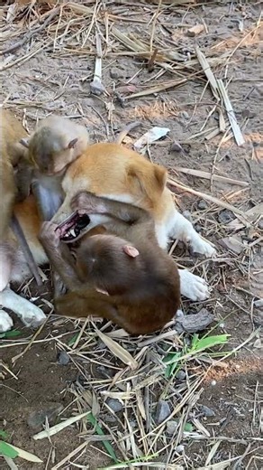 lovely baby #monkey #monkeysr #funnymonkey