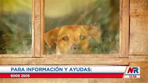49K views · 909 reactions | *Hoy te contamos un poco del detrás de Rescate Animal , en Buenas Acciones Monge reconocemos y aplaudimos el gran trabajo que hacen por todos los perritos. Apoyá nuestra Feria de Adopción Una amistad para toda la vida este 26 y 27 de abril.  | Tienda Monge | Facebook