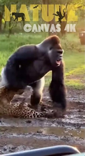 Gorilla vs Leopard Insane Brutal Fight | Real Safari Jeep POV Footage Caught on Camera 4K 🦍🐆