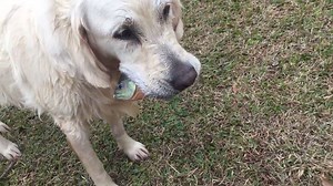 590K views · 7.7K shares | This dog's fishing skills are unreal. Via JukinVideo. | Animals Being Awesome | Facebook