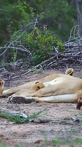 47K views · 930 reactions | Lion cub - Wants milk! ❤❤#animal #wildlife #wild #trending #shorts#baby #lion | Fyado fun | Facebook