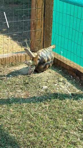 Howdy Ranch Fam! 💚💚💚 Turtle Power takes on a new meaning when one shows you he can get out of a bad situation. Even a cute Turtle can show you to never give up! 🐢 #howdy #turtle #turtlepower #nevergiveup #sunday | Boston Terrier Ranch