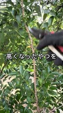 Tips for pruning Sakaki and Hisakaki #gardening #shorts