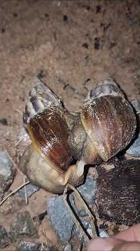 How Snails Reproduce | Amazing Nature Discovery