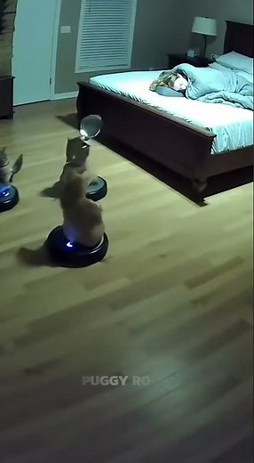 The fat orange cat has come up with some new tricks for playing in the room. #funny #cat