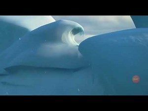 Los pinguinos de Madagascar la pelicula parte 1