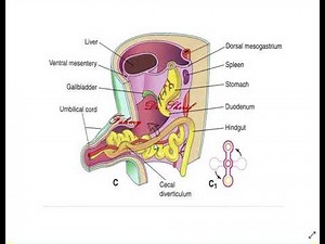 development of mid gut