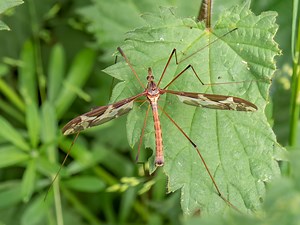 Ne tuez surtout pas cet insecte indispensable à votre jardin (il ressemble pourtant à un moustique !)