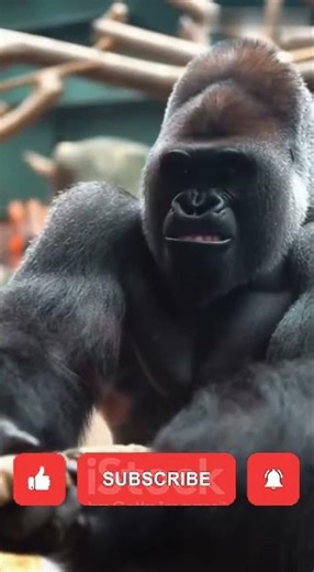 🔥 Gorilla vs 5 Bodybuilders — 25% Power, Total Destruction 🦍🔥 #anmals #viral #gorilla