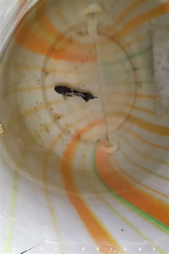 betta breeding la சம்பவம் ❓️/ full video iruku paruga #bettabreeding #betta #bettabreedingtamil