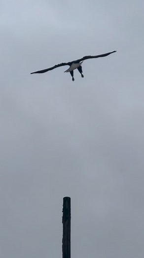 83 reactions | *Sound on!!*  For the sound of a Bald Eagle 礪 calling to its mate 殺 - Video June 2025 #alaska #baldeagle #juneau #smalltour #local | Jayleen's Alaska | Facebook