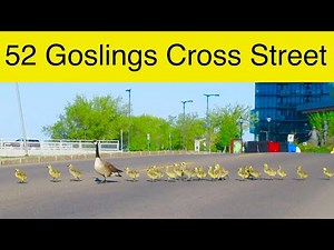 Watch A Flock of Canada Geese With 52 Goslings Cross The Street