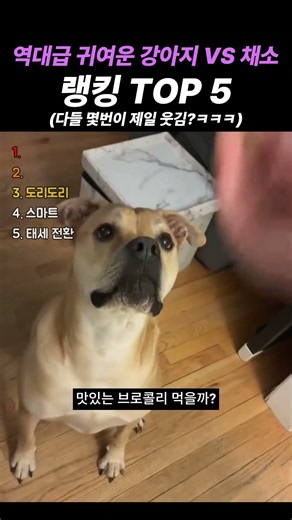 역대급 귀여운 강아지 VS 채소 랭킹 TOP 5