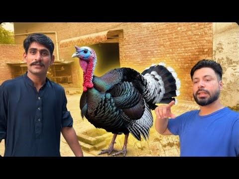 Hum apnay Turkey Bird Ka Name Kia Rakhain? 🥰🤩 || #petsvlog #minizoo #turkeybirds