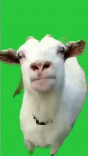 Goat greenscreen video | Bakra Funny | #chromakey
