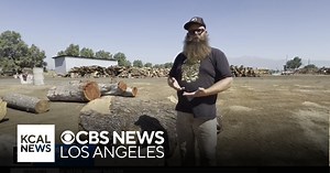 How arborists are working to reuse fallen trees from California's "urban forest"