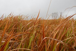 How To Identify Cogongrass - the WORST Invasive Plant! | The Survival Gardener