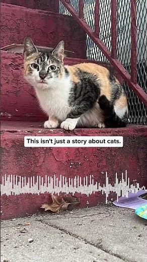 Hundreds of Thousands of Cats Live Outside in NYC