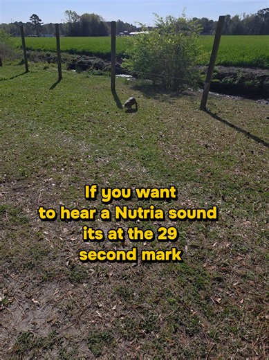 Nutria Noises: Grunts, Chirps & Clicks