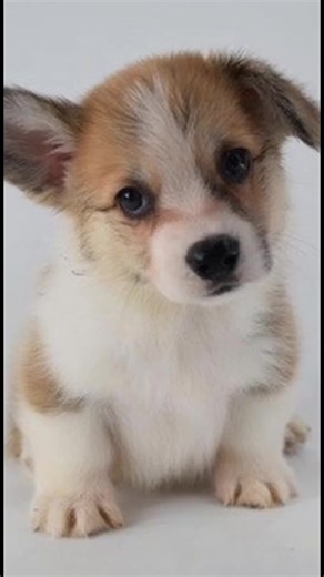Super Bowl MVP: Meet the Adorable 8-Week-Old Corgi