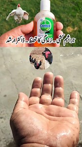 Disinfection and Biosecurity for Poultry Birds | Chicken Safety | Dr. ARSHAD #Biosecurity #Disinfection #PoultryBiosecurity #CoopDisinfection #PetsSafety #BirdsSafety #DiseaseControl #PetsHealthCare #WinterBackyardChickens #PetsFarminginWinter #WinterFlockCare #BirdRasisinginWinter #GuineaFowl #Goose #BackyardPoultry #BackyardChickens #BackyardPets #CommercialPoultry #Turkeys #Pheasant #Hen #Cockerel #Quail #Leghorn #Broiler #Brahma #Araucana #Pigeon #Duck #Peafowl #Veterinarian #Poultry #Petsan