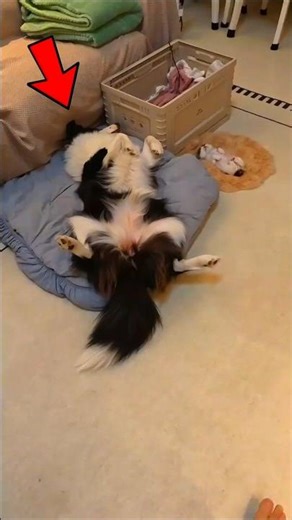 Border Collie Adopts Rescued Kitten and Becomes Best Friend 🐕🐱