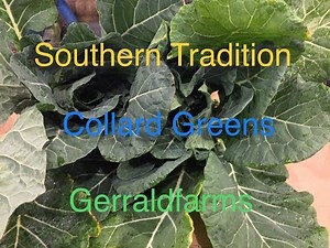 Southern Tradition how to prepare Collard Greens and fried hog jowl Gerraldfarms