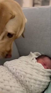 Dog Meets Baby For The First Time!