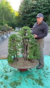 Larch bonsai forest🌲 | David Easterbrook Bonsai