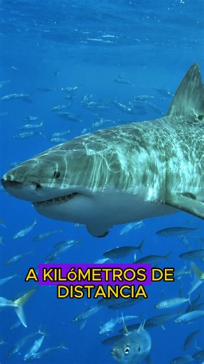 El tiburón que huele la sangre a kilómetros #curiosidades #Tiburones #reelsviralシ #reelsviralシfb #reelsfbシ | Curiosidades Mas Curiosas