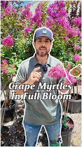 Crape myrtles are in full bloom and absolutely stealing the show 🌸 They thrive in the Texas heat, put on a color display all summer, and add instant curb appeal. If you’ve been waiting for the right time to plant one… this is it 🌿 #smithsgardentown #crapemyrtle #texasgardening #floweringtrees #summerblooms #planttok #gardencenterfinds #landscapelove | Smith's Gardentown