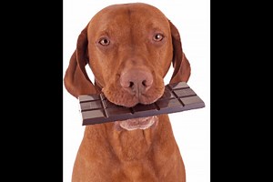 How Much Chocolate Can Kill A Dog: Size vs. Chocolate Type