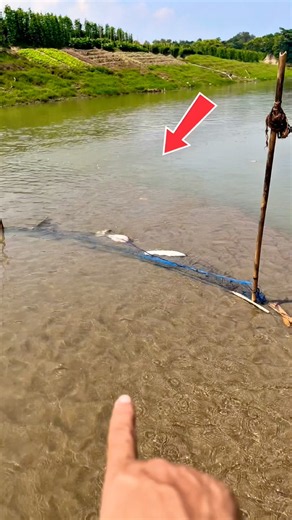 I rescued the fish trapped in a net in the middle of the river and released them back into the 🐟🥰