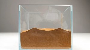 Animaltalkz | The Elusive Antlion: A Fascinating Glimpse Into Predator-Prey Dynamics In this intriguing exploration, we delve into the hidden world of... | Instagram