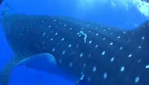 Diver Screams During Shark Encounter