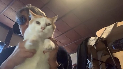 猫ミーム用フリー素材
