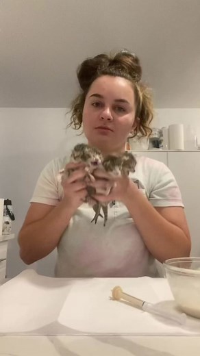 Sweet Tabby Kittens Need a Home | Orange County Adoption