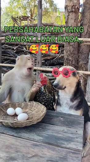 #fyp | Lililala Lolo