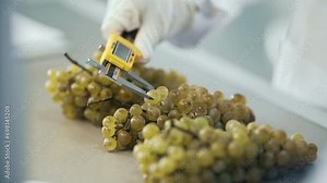 Female hands putting Bunch of grapes in weighing tray of weight scales. Quality control. winemakers laboratory testing wine in winery lab.